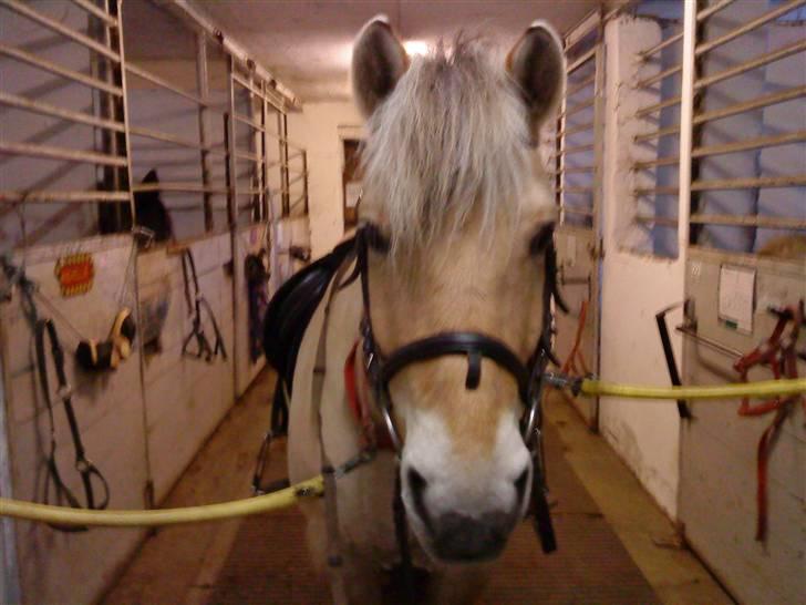 Fjordhest Buller *elevpony* R.I.P - Jeg vil gerne være med på billedet!!! billede 4