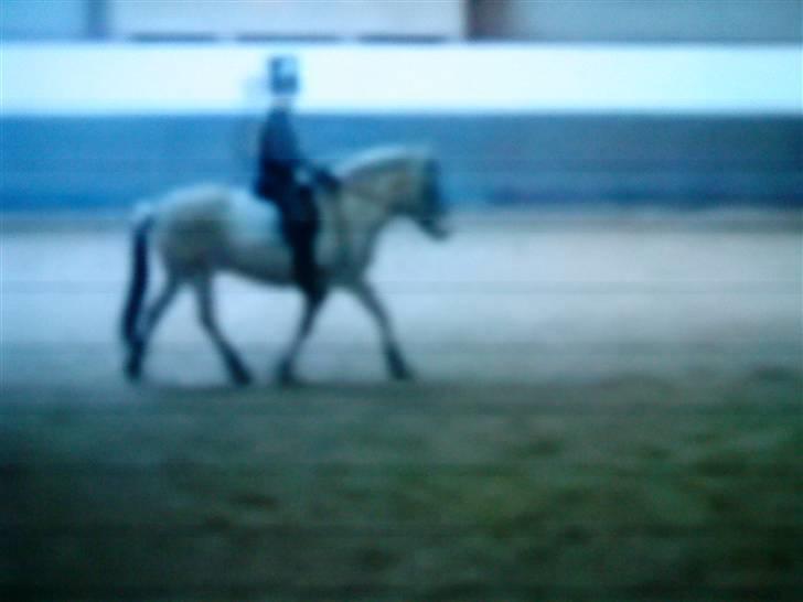 Fjordhest Buller *elevpony* R.I.P - Heeh<´33 ♥ billede 5