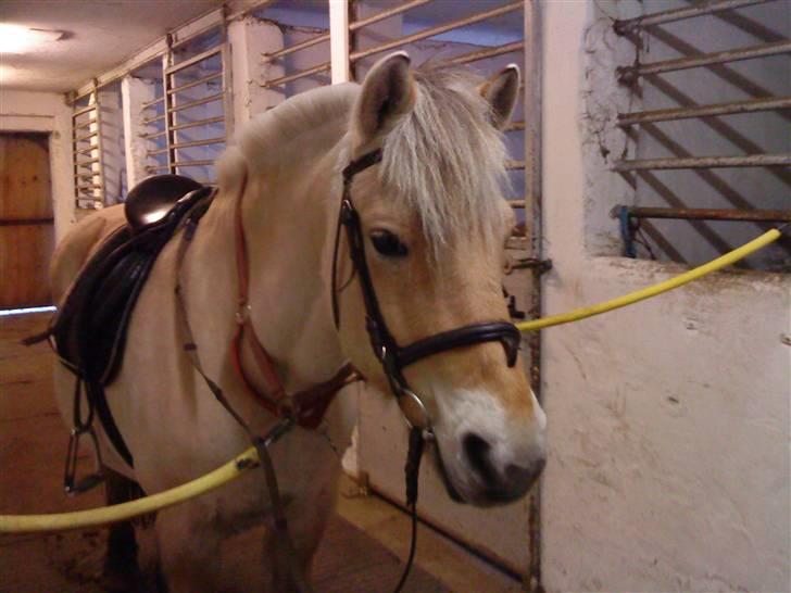 Fjordhest Buller *elevpony* R.I.P - Så skal vi snart ud & ride ;D billede 9