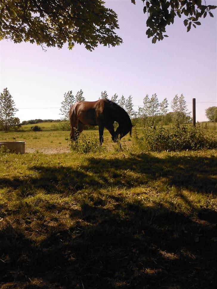 Anden særlig race Stewart Stardust billede 4