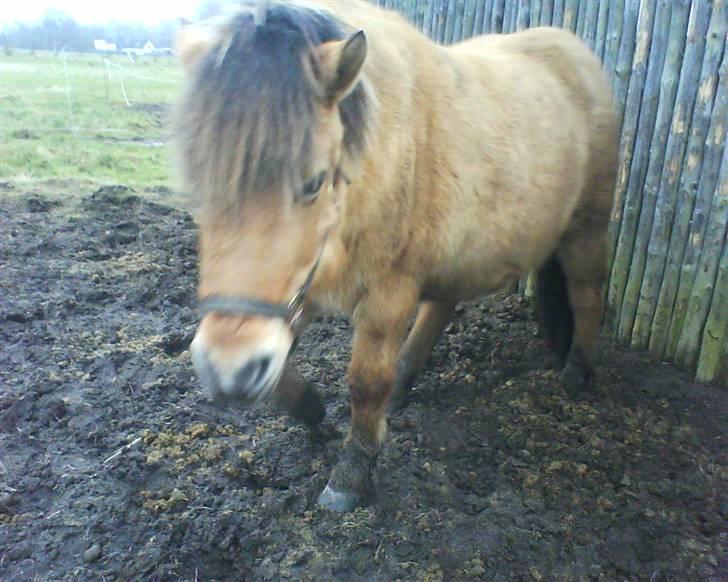 Anden særlig race Luna<3 (GL-part) - Luna GÅR hen til miig<33 billede 15
