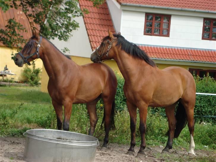 Anden særlig race Stewart Stardust billede 5