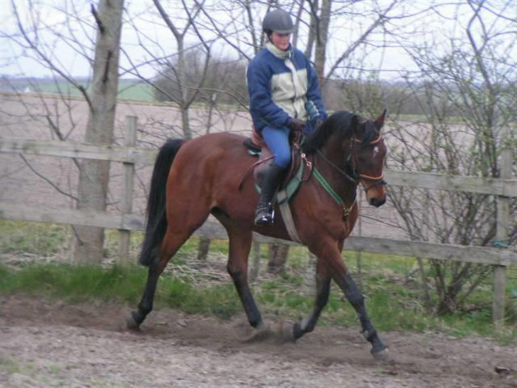 Anden særlig race Stewart Stardust billede 6