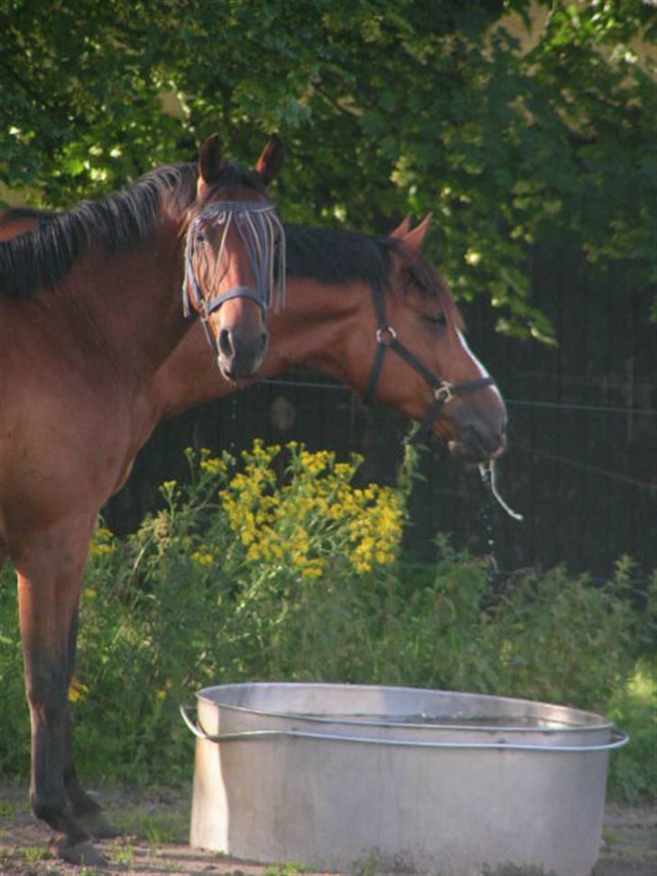 Anden særlig race Stewart Stardust billede 7