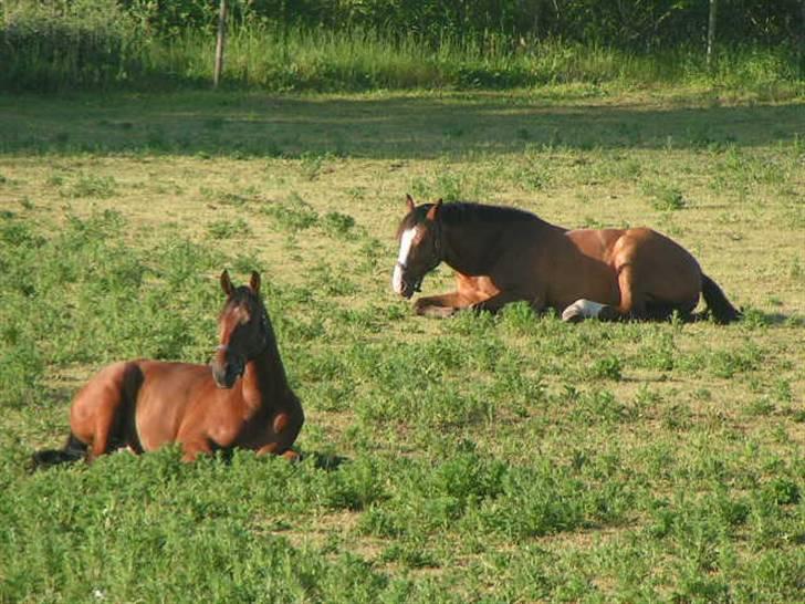 Anden særlig race Stewart Stardust billede 8