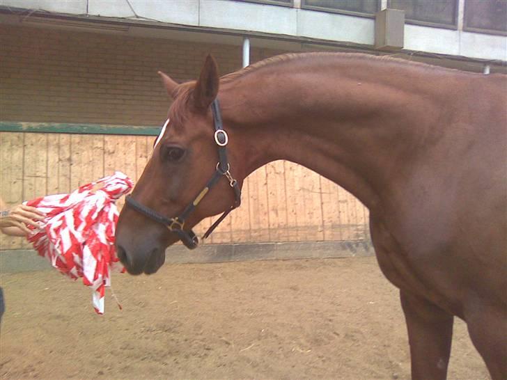 Anden særlig race Figaro  billede 13