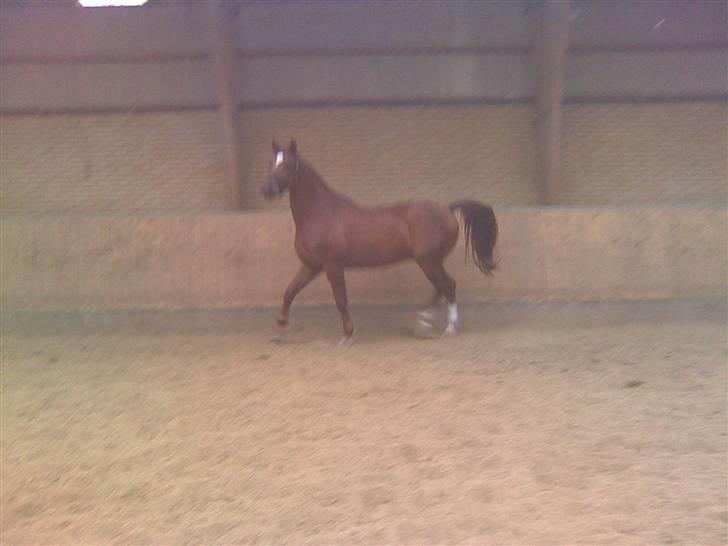 Anden særlig race Figaro  billede 14