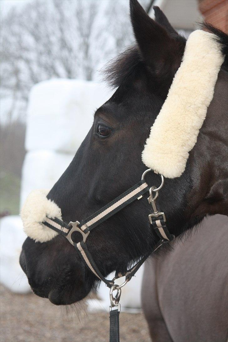 Anden særlig race Indy Boy. (Solgt) - Vinter 2011. billede 18