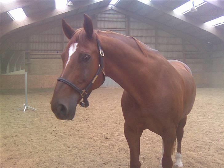 Anden særlig race Figaro  billede 15