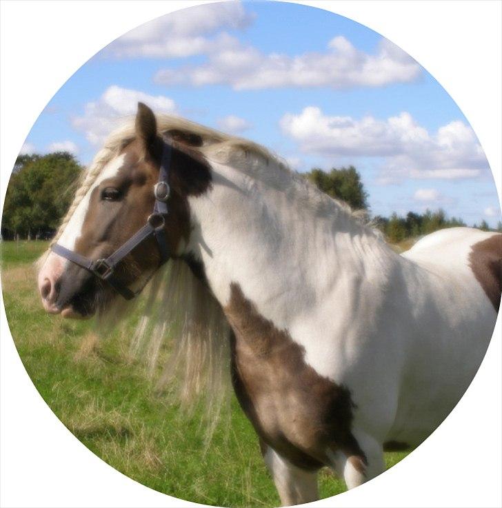 Irish Cob Welsh Warrior AVLSHINGST billede 16