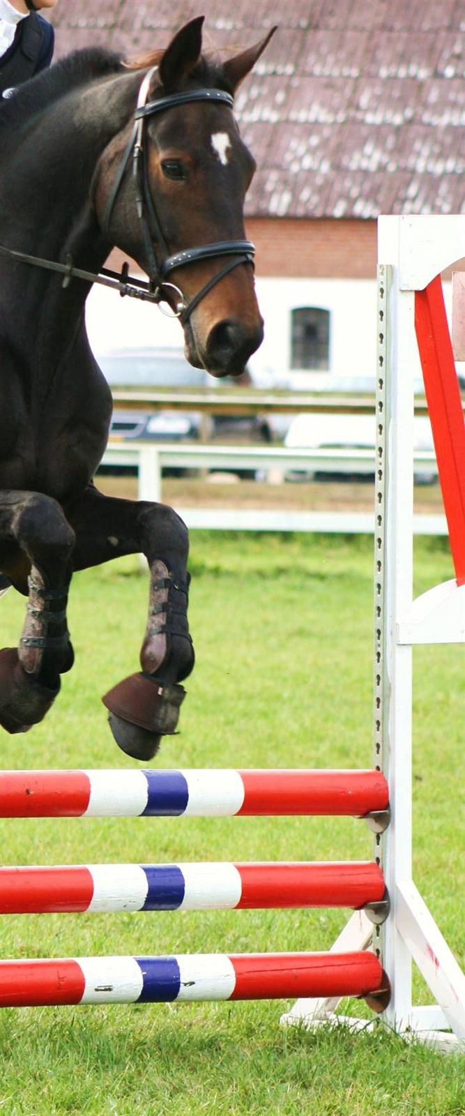 Dansk Varmblod Fair-Fight billede 18