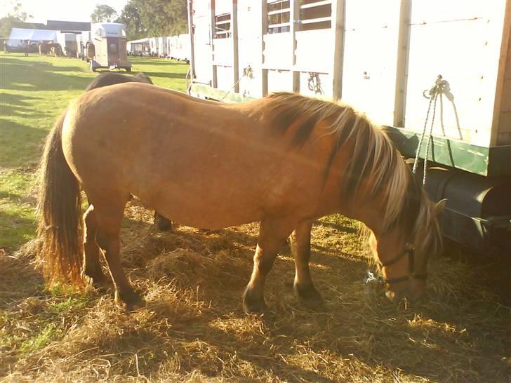 Anden særlig race Viola  (solgt) billede 1
