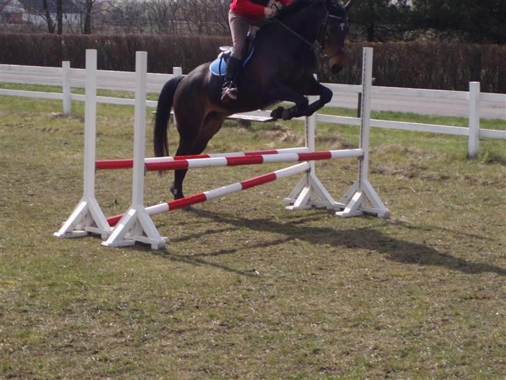 Dansk Varmblod Fair-Fight billede 19