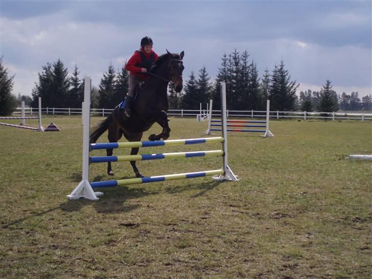 Dansk Varmblod Fair-Fight billede 20