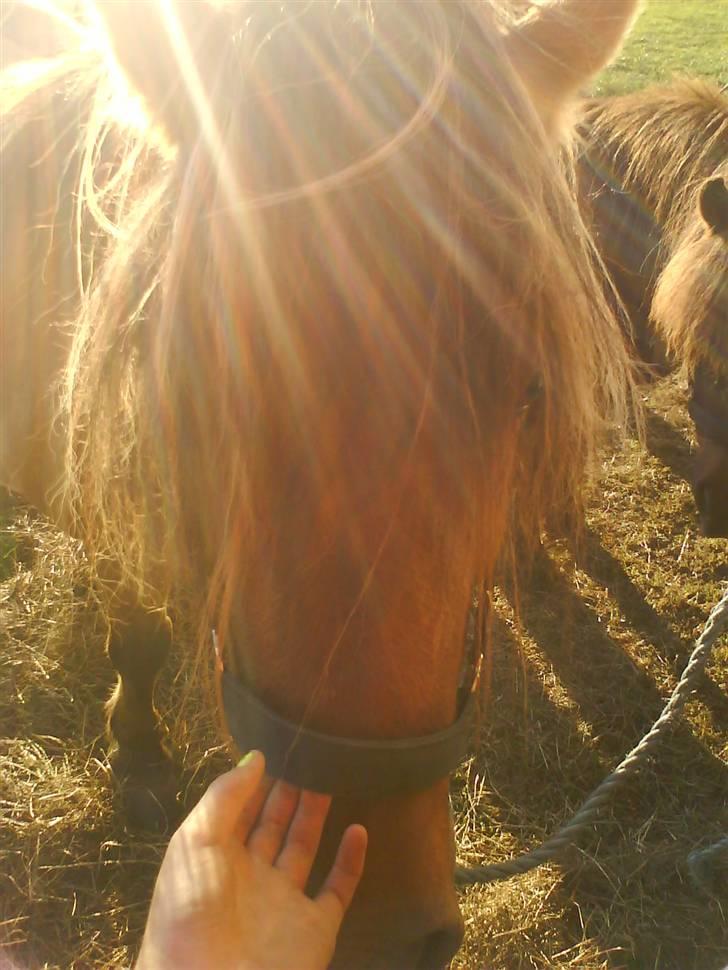 Anden særlig race Viola  (solgt) billede 2