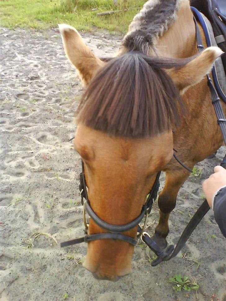 Anden særlig race Viola  (solgt) billede 3