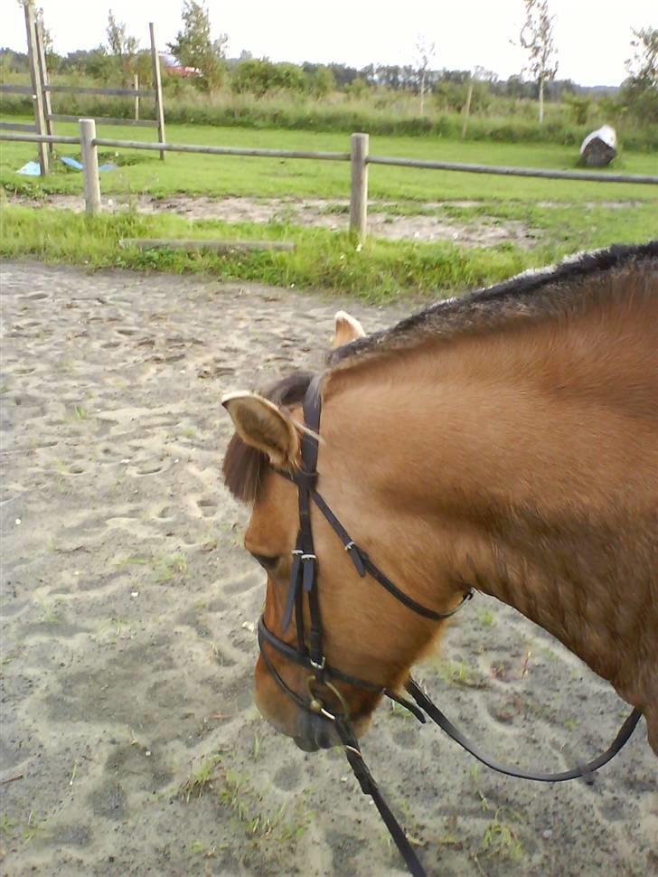 Anden særlig race Viola  (solgt) billede 4