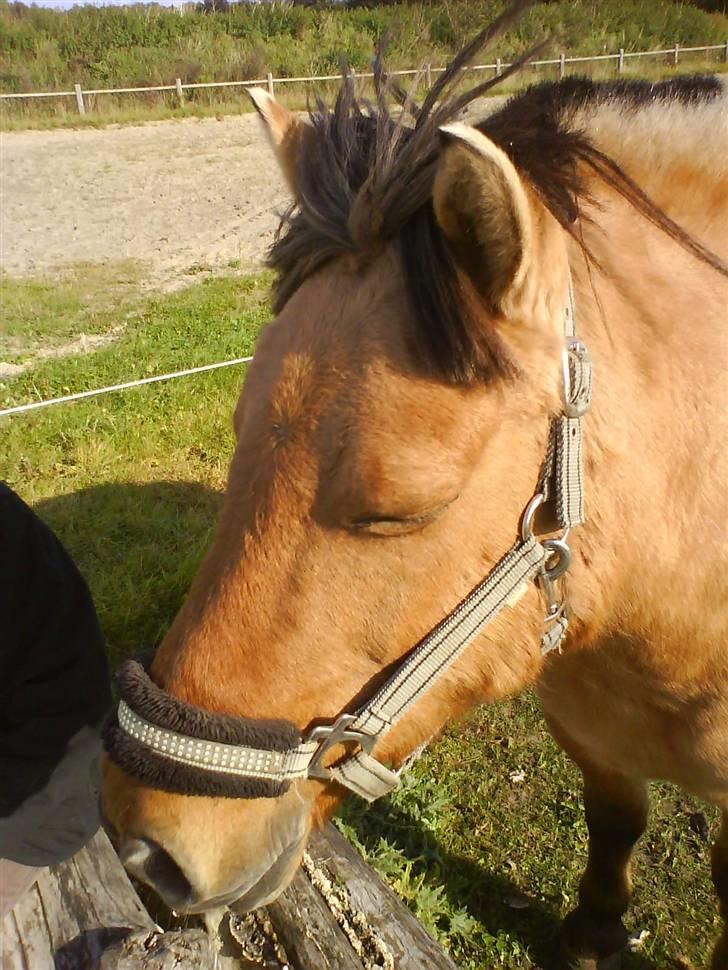 Anden særlig race Viola  (solgt) billede 5