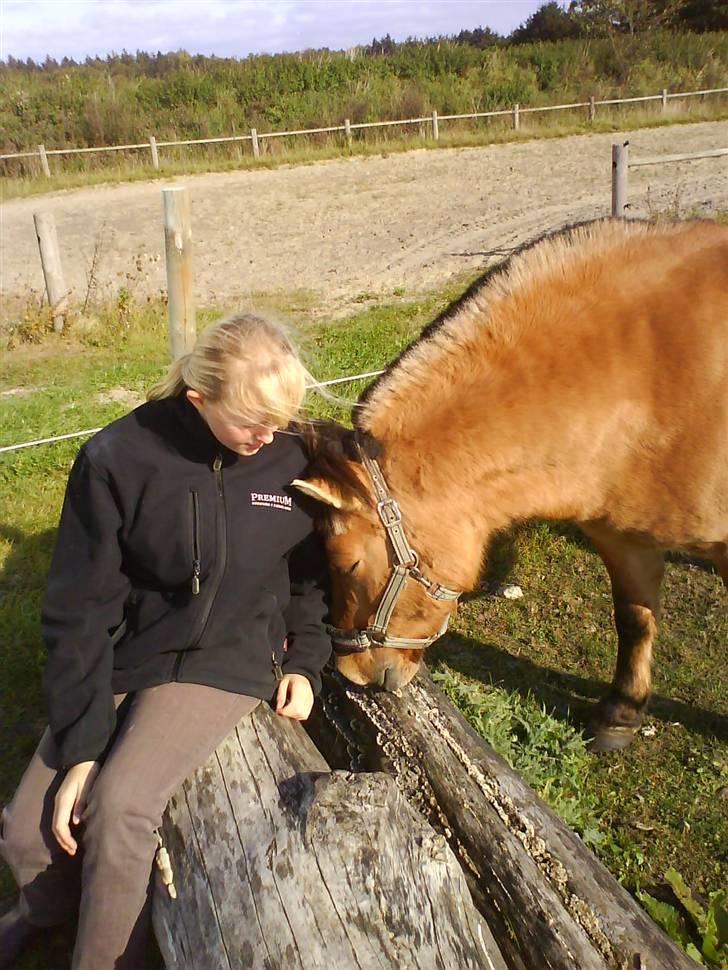 Anden særlig race Viola  (solgt) billede 6
