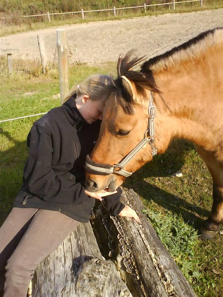 Anden særlig race Viola  (solgt) billede 7