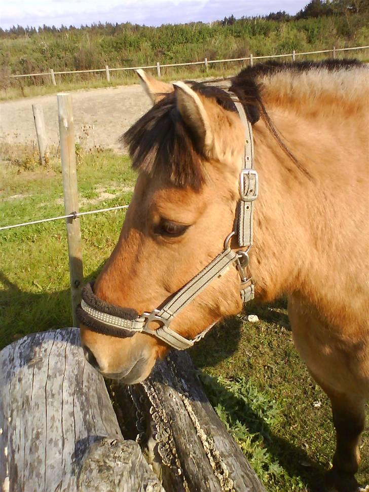 Anden særlig race Viola  (solgt) billede 8