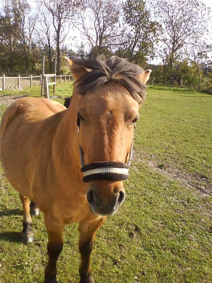 Anden særlig race Viola  (solgt) billede 9