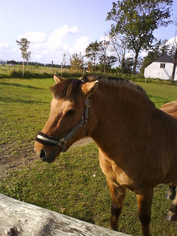 Anden særlig race Viola  (solgt) billede 10