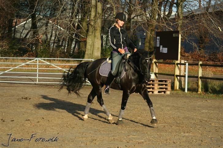 Hollandsk Sportspony Moonlight *SOLGT :´(* - Dejlig dag i december, med en skøn pony :D billede 16
