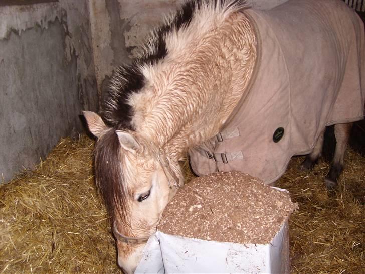 Fjordhest Manche (død);( - d. 23/1-09 Manche hjælper li med at strø i sin boks;) hehe  billede 10