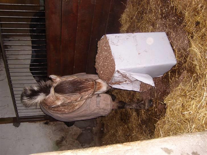 Fjordhest Manche (død);( - har li været ude og træne lidt i snevejret:) der ikk noget der hedder dårligt vejr;) hehe billede 11