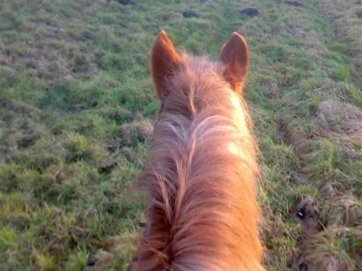 Pinto Felix - Den uimodstålige<3 - på tur :D billede 10