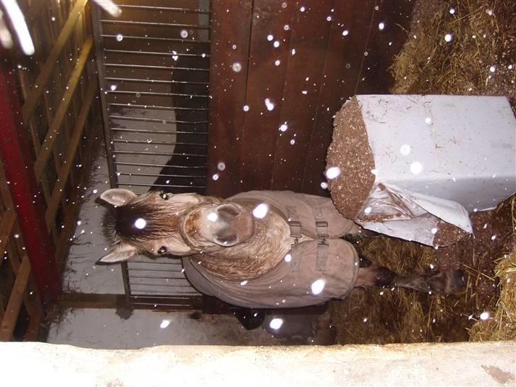 Fjordhest Manche (død);( - hmm... spændende:) billede 12