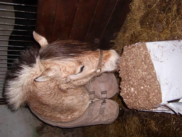 Fjordhest Manche (død);( billede 13