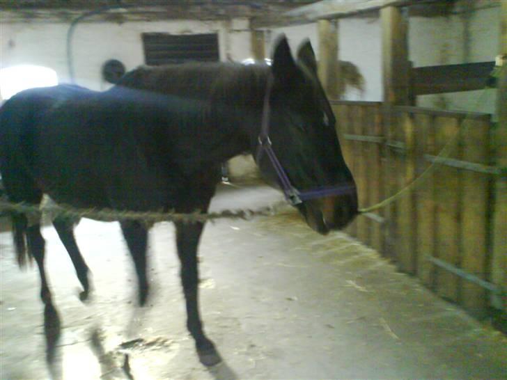 Dansk Varmblod sannig c.s(S.D.I.M) R.I.P billede 2