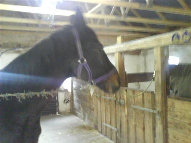 Dansk Varmblod sannig c.s(S.D.I.M) R.I.P billede 3