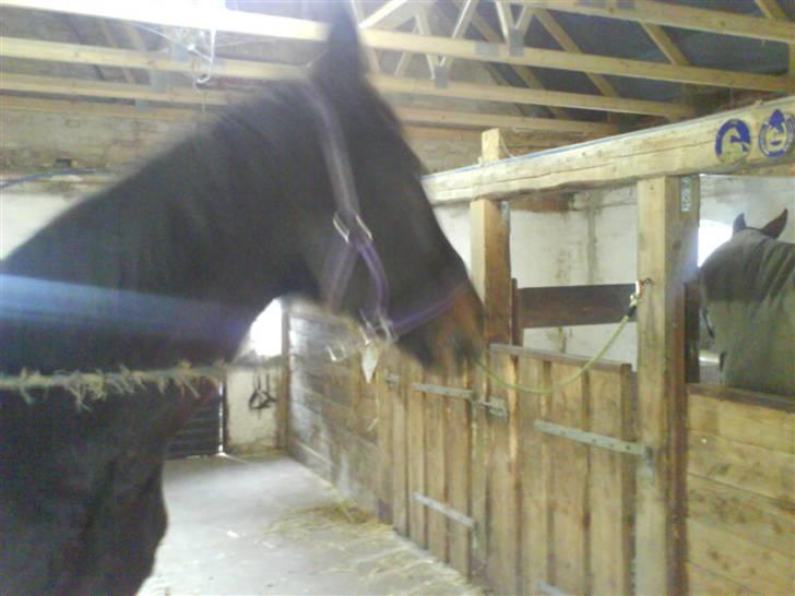 Dansk Varmblod sannig c.s(S.D.I.M) R.I.P billede 4