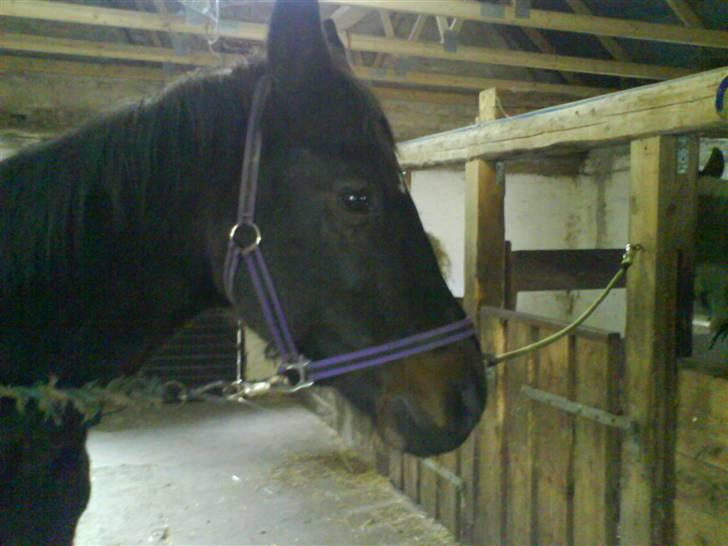 Dansk Varmblod sannig c.s(S.D.I.M) R.I.P billede 5