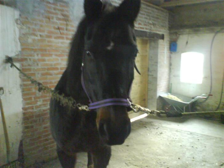 Dansk Varmblod sannig c.s(S.D.I.M) R.I.P billede 6