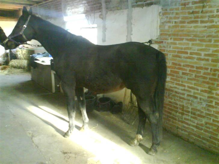 Dansk Varmblod sannig c.s(S.D.I.M) R.I.P billede 7