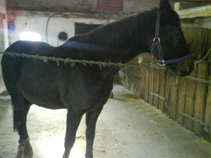 Dansk Varmblod sannig c.s(S.D.I.M) R.I.P billede 8