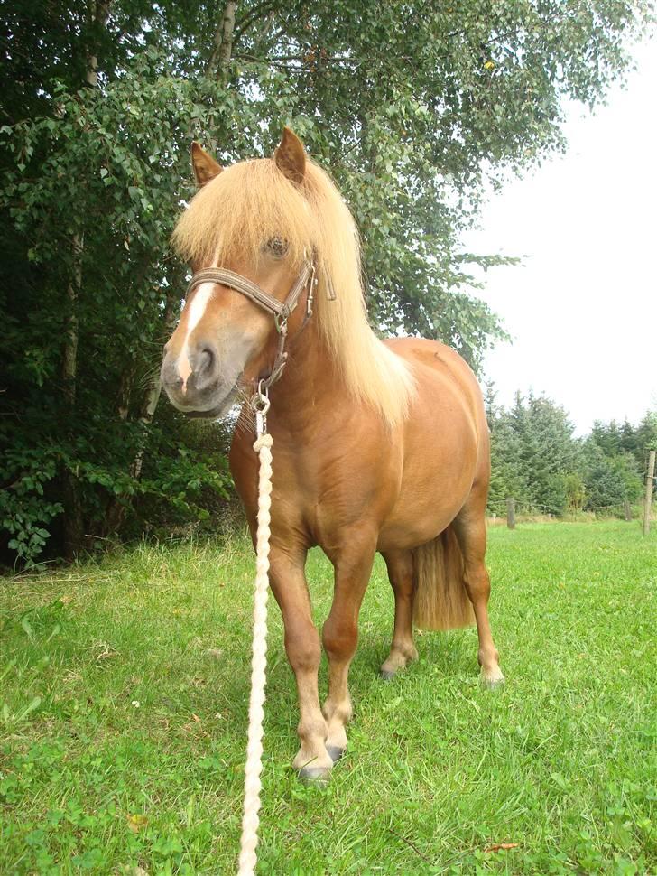 Shetlænder Sdr. Dams Hilda billede 2