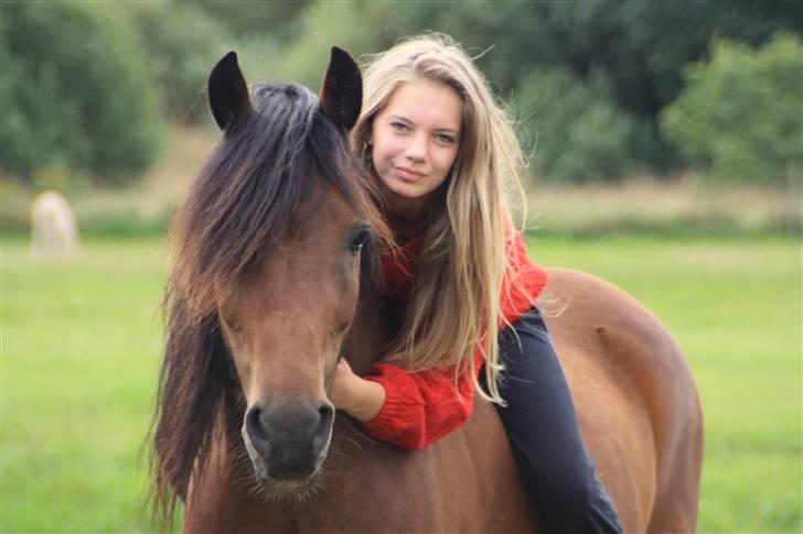 Welsh Cob (sec D) Stallone - Velkommen her til Stallone´s profil :) Smid meget gerne en kommentar og bedømmelse :D billede 1