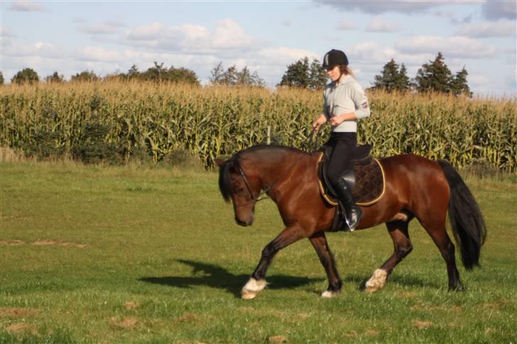 Welsh Cob (sec D) Stallone - genoptræning -trav.Ved ikke lige hvad der sker for mig her?! Men han ser så fin ud<3 billede 3