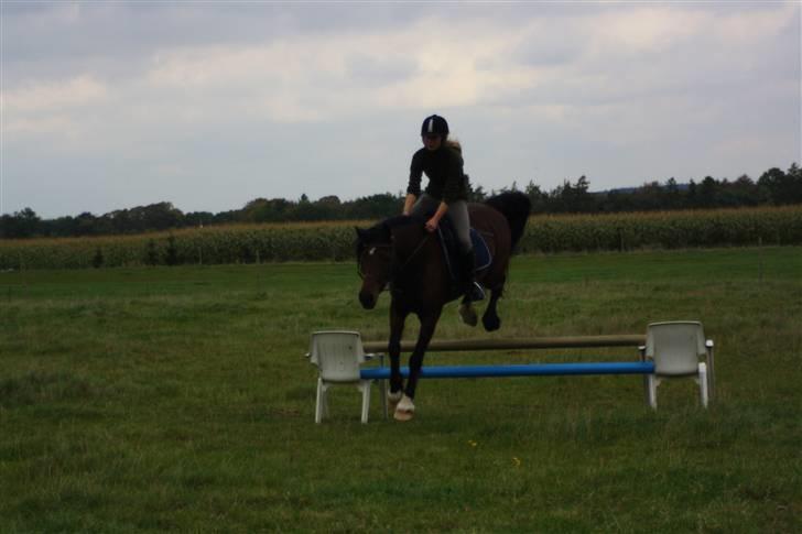 Welsh Cob (sec D) Stallone - træning d. 6 oktober 2009 billede 5