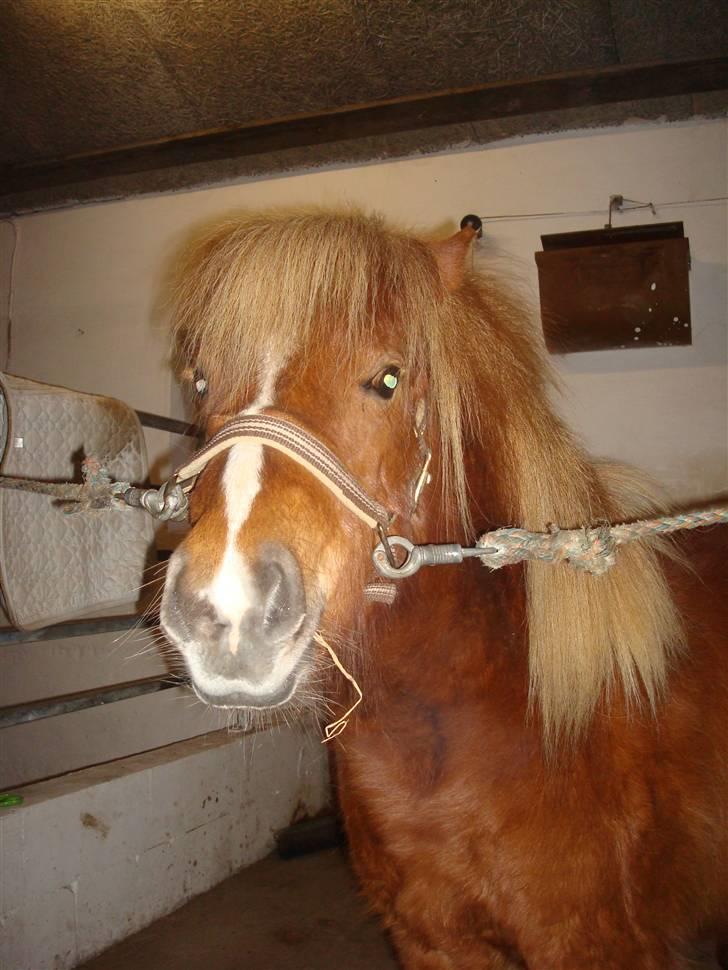 Shetlænder Sdr. Dams Hilda billede 3