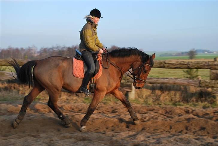 Dansk Varmblod Bomgaardens Baloo - 2008 billede 10