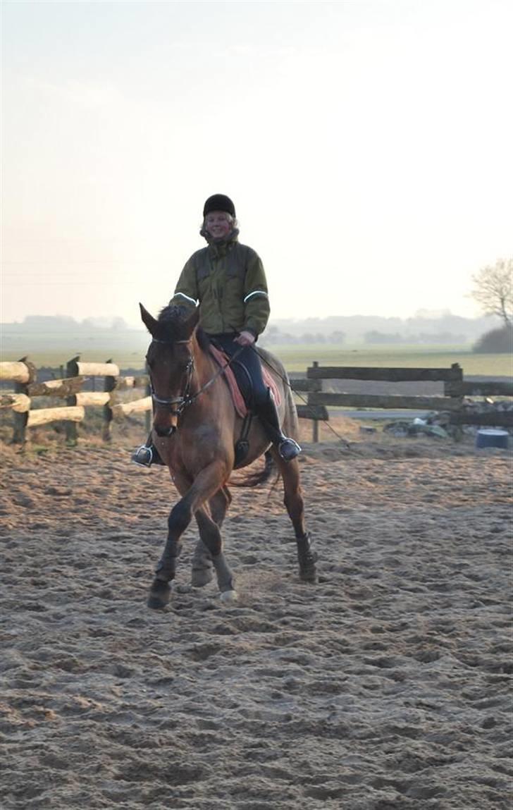 Dansk Varmblod Bomgaardens Baloo - 2008 billede 11