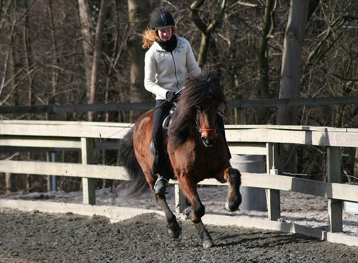 Islænder Katla fra Grastenhus - Stjani kursus 2011 - Galop. billede 6