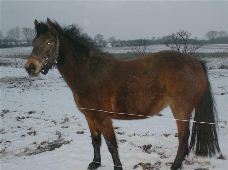Anden særlig race R.I.P Flika :'(<3 - det er bare dejligt med lidt sne billede 10