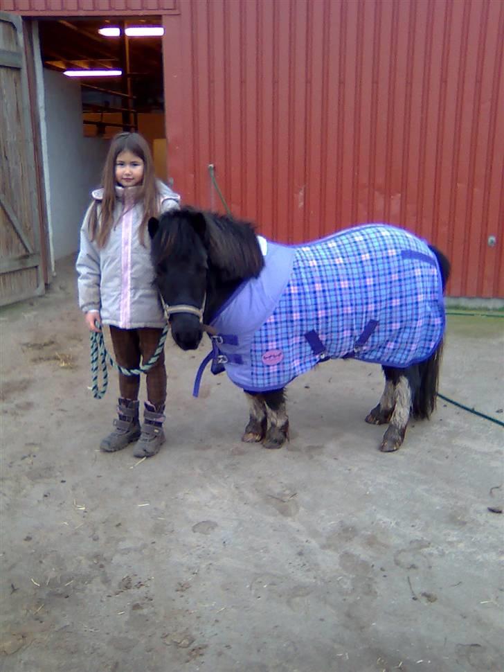 Shetlænder Rosa  - Ejj hvor er jeg fin jeg ligner en rigtig hest med mit nye tæppe billede 1